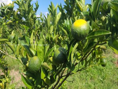 Fazenda para Venda, em Pareci Novo, bairro RS