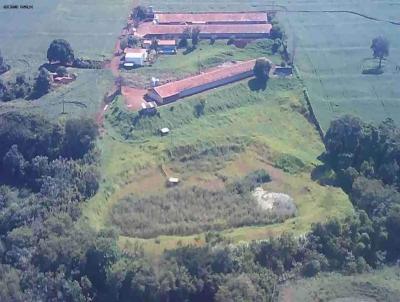 rea para Venda, em Nova Santa Rosa, bairro linha rural, 2 dormitrios, 4 banheiros