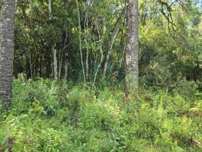 Chcara para Venda, em Caxias do Sul, bairro Vila Seca