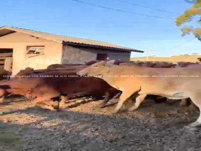 Fazenda para Venda, em Cambar do Sul, bairro RS