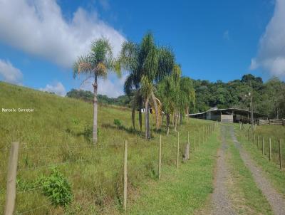 Chcara para Venda, em Pin, bairro trigolandia