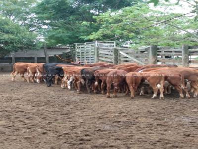 Fazenda para Venda, em Dom Pedrito, bairro RS