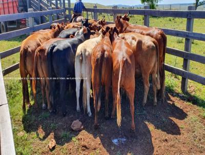 Fazenda para Venda, em Rosrio do Sul, bairro RS