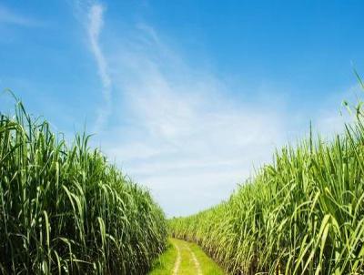 Fazenda para Venda, em Tamba, bairro 