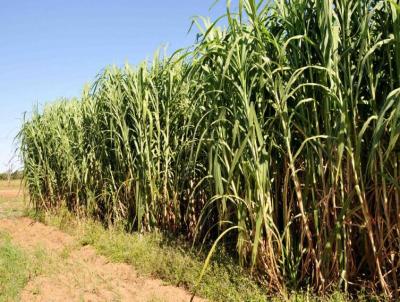 Stio para Venda, em Tamba, bairro 