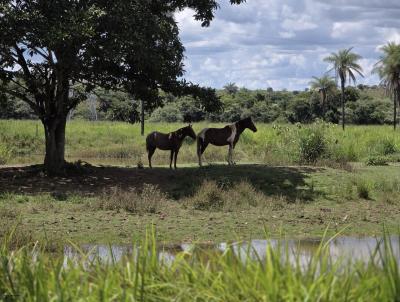 Chcara para Venda, em RA VI Planaltina, bairro Zona Rural Planaltina, 3 dormitrios, 3 banheiros, 1 sute, 3 vagas