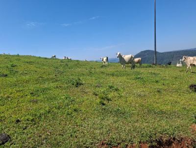Fazenda para Venda, em Pinh�o, bairro INTERIOR DO MUNIC�PIO.