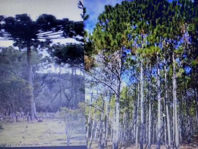 Fazenda para Venda, em Curitiba, bairro INTERIOR DO ESTADO