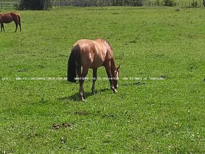 Fazenda para Venda, em Sapiranga, bairro RS