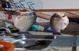 20240415150718988180.jpg