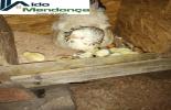 Foto 36