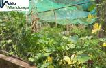 Foto 07